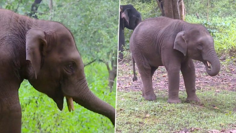 Baby Elephant Named After Late Actor Puneeth Rajkumar at Sakrebailu Elephant Camp in Karnataka