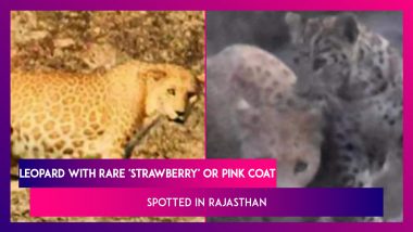 Leopard With Rare 'Strawberry' Or Pink Coat Spotted In Rajasthan's Ranakpur Hills, First Such Spotting In India