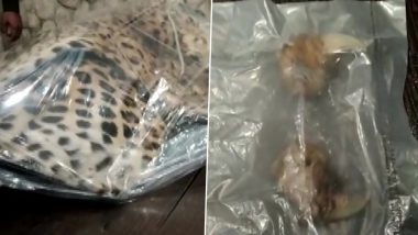 Madhya Pradesh: Five Booked for Hunting Leopard in Indore; Skin, Nails Recovered