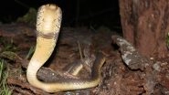 A Painful Vacation! Man Holidaying in South Africa Gets Bitten by Cobra Snake in 'Genital Area&rsquo; while Using Toilet