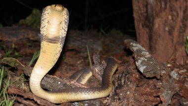 A Painful Vacation! Man Holidaying in South Africa Gets Bitten by Cobra Snake in 'Genital Area’ while Using Toilet