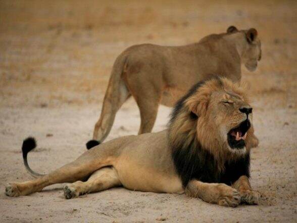 12 Booked After Video Shows Lion Lured With Cow As Bait