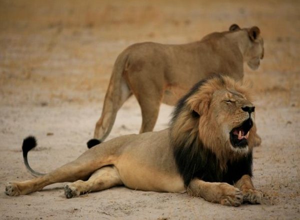Gujarat: 12 Booked After Video Shows Lion Being Lured With Cow As Bait For 'Illegal Show'