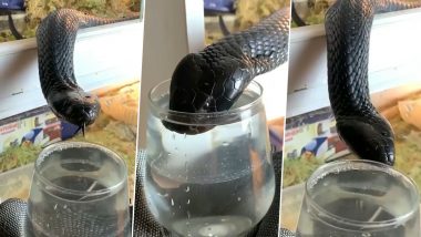 Black-Necked Spitting Cobra Drinks Water from Glass, Viral Video Will Leave You Terrified and Astonished in Equal Measures