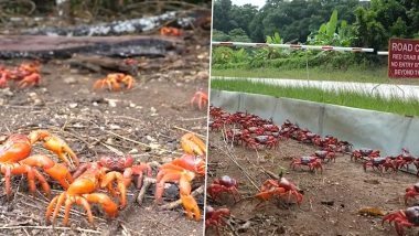 Crabs Traffic Alert: Millions of Red Crabs Make Their Way out of Christmas Island in Australia, Roads Swamped As They March to Ocean; Watch Video