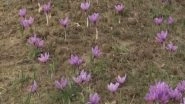 India News | J-K: Timely Rainfall, Favourable Weather Boost Saffron Production