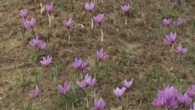 India News | J-K: Timely Rainfall, Favourable Weather Boost Saffron Production