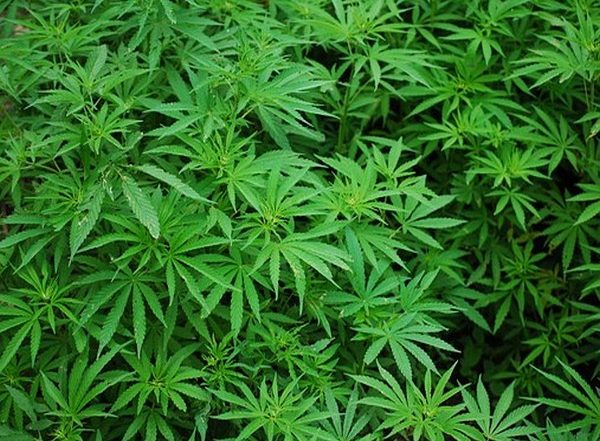 World News | Taliban Signs Deal with Australian Company, May Legalize 'cannabis Processing'