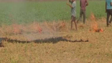 India News | Punjab Farmers Continue to Burn Stubble, Say Govt Has Not Provided Compensation or Equipment to Stop It
