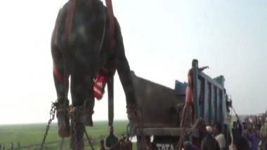 India News | Elephant Tranquilised, Rescued by Forest Offficials in Odisha's Kendrarapa