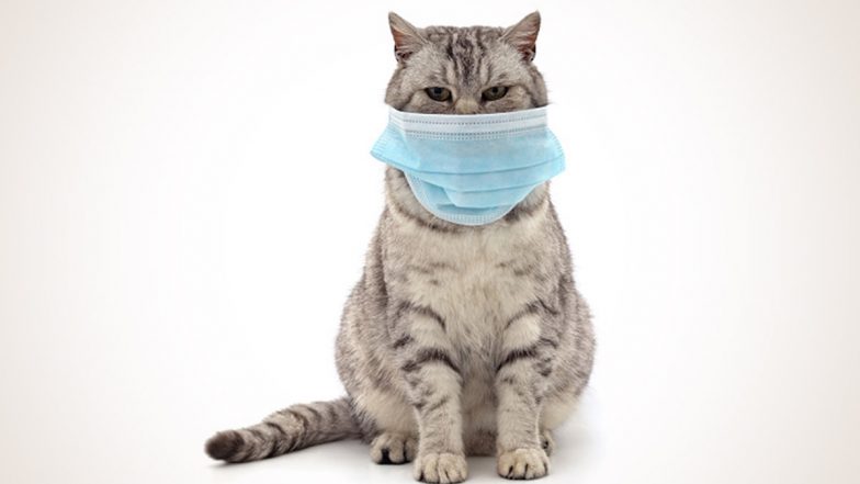 Alpha COVID-19 Variant Detected in Dogs, Cats With Severe Myocarditis: UK Scientists