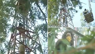 Chandigarh: ETT Qualified Teacher Climbs Up A Tower Over Issue of Unemployment (Watch Video)