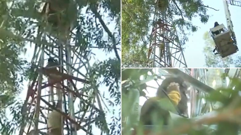 Chandigarh: ETT Qualified Teacher Climbs Up A Tower Over Issue of Unemployment (Watch Video)