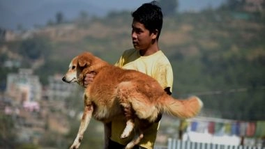 World News | Nepal: People Worship Dogs on Second Day of 'Kukur Tihar' Festival