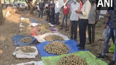 India News | Sapodilla Auction Commences at Amalsad in Gujarat's Navsari