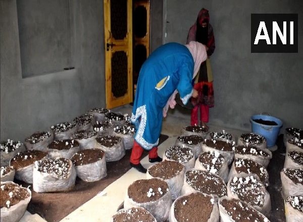 India News | Girls Begin Mushroom Cultivation in J-K's Pulwama to Earn Livelihood