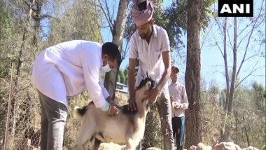 India News | Special Camp to Vaccinate Animals Organised in J-K's Udhampur
