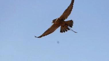 World News | UAE Falcons Federation Announces Expo 2020 Dubai's Sponsorship of Its Falconry Championships