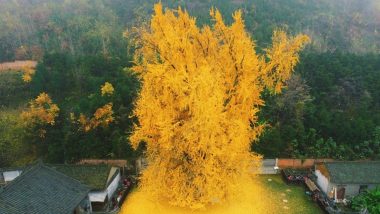 The Gold Explosion! This 1,400-Year-Old Ginkgo Tree Sheds It Beautiful Golden Leaves and Leaves Everyone Amazed, View Pics
