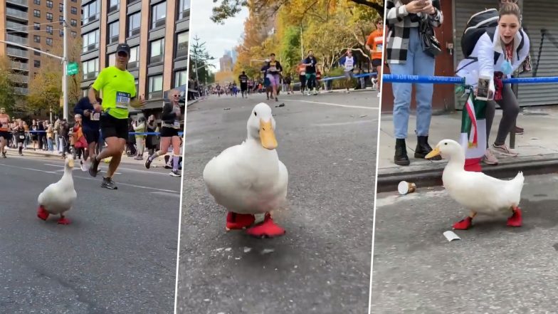 Duck Participates in 2021 New York Marathon and Steals the Show; Video Goes Viral