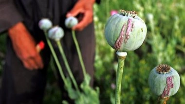 World News | Opium Price Hike Lures Afghan Farmers to Cultivate More Poppy for Larger Profits