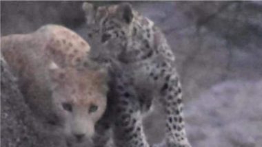 Rajasthan: Pink Leopard Sighted for First Time Ever in India, Strawberry-Coloured Coat May Be Result of Genetic Condition