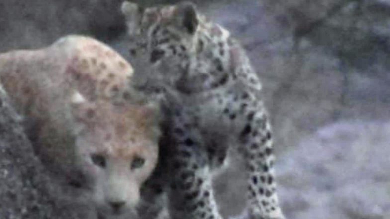 Rare Pink Leopard Spotted in Ranakpur Hills of Rajasthan, Picture of Wild Cat With 'Strawberry' Coat Goes Viral!