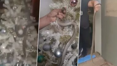 Snake Under Christmas Tree! Australian Family Find Venomous Reptile Slithering Under Christmas Decorations (Watch Shocking Video