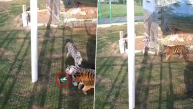 Dubai’s Princess Latifa Adopts Stray Kitten Nearly Mauled by Three Tigers, Shares Heart-Stopping Video on Instagram