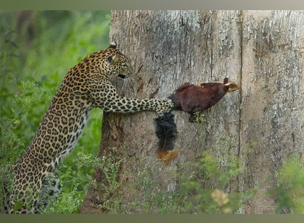 Business News | Winners of the Nature InFocus Photography and Film Contest 2021