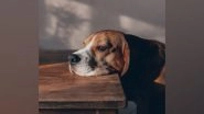 Lifestyle News | Common Household Noises May Be Stressing Your Dog, Says Study