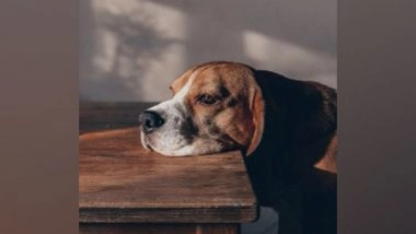 Lifestyle News | Common Household Noises May Be Stressing Your Dog, Says Study