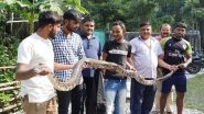 India News | West Bengal: 10ft-long Burmese Python Rescued by Forest Officials in Siliguri