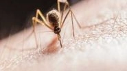 World News | At Least 25 Killed in Ghana's Yellow Fever Outbreak