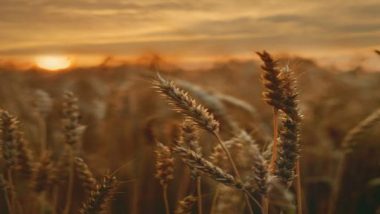World News | Billion People Could Face Deadly Levels of Heat Stress with Global Warming at 2C: Report