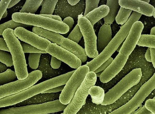 Science News | Study Finds Gut Bacteria That Improves Memory in Bees
