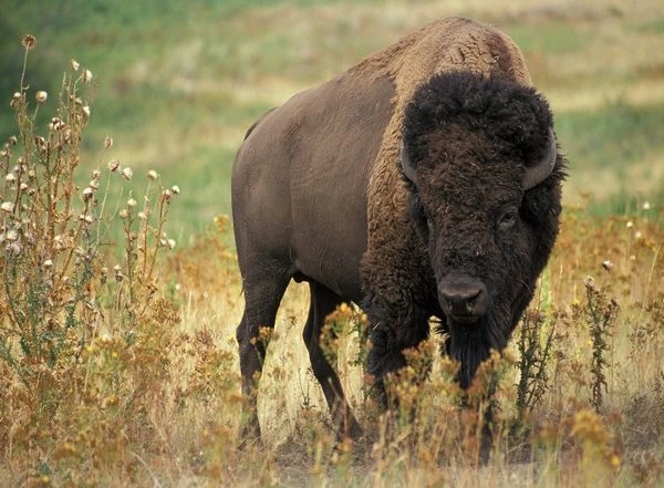 Science News | Extinction of Grazers Led to Global Grassland Fires: Study