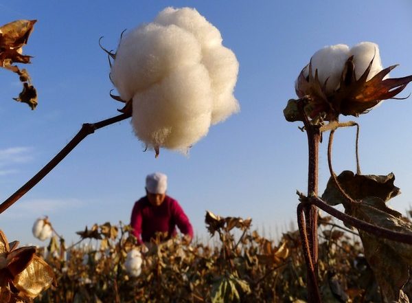 Union Cabinet Approves Price Support of  Rs 17,408.85 Crore to Cotton Corporation of India