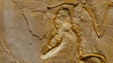 Science News | Rapidly Evolving Species More Likely to Go Extinct, Study Suggests