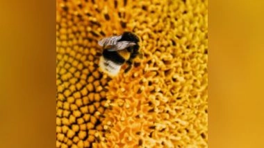 Science News | Scientists Discover Gut Bacteria That Improve Memory in Bees