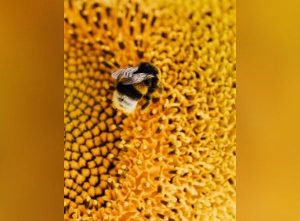 Science News | Scientists Discover Gut Bacteria That Improve Memory in Bees