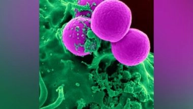 Health News | Research Finds Bacteria That Increase Risk of Pancreatic Cancer