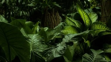 Science News | New Study Finds How Plants Manage Stressful Situations