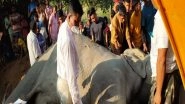 India News | Assam: Wild Elephant Dies Due to Electrocution in Hojai