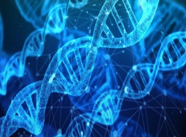 Science News | Study Suggests Unsung Gene is Key to How Antibodies Develop