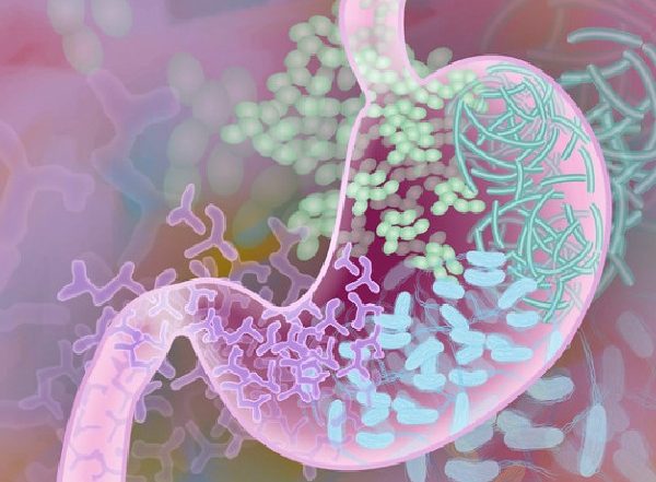 Foodborne Diseases Protect Gut’s Nervous System, Says Study