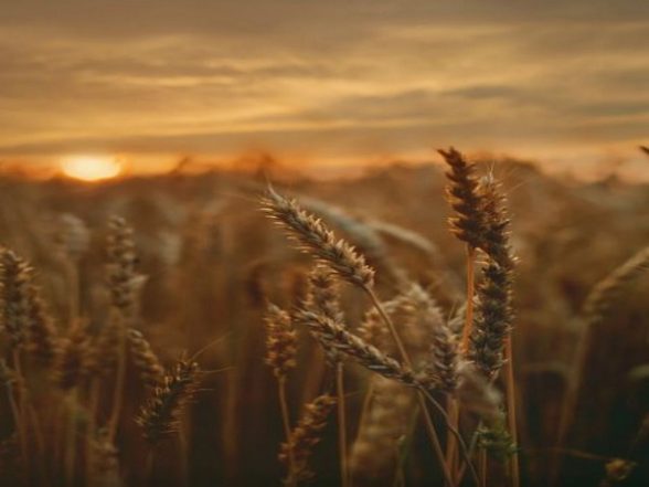 Lifestyle News | Climate Change Will Stir Up Global Agriculture Within Next Decade, Study Finds - Vimarsana News
