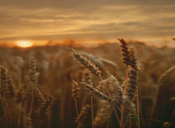 Climate Change Will Stir Up Global Agriculture Within Next Decade, Study Finds