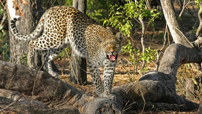 Animal Attack in Karnataka: Leopard Kills Farmer, Cow in Chamarajanagar District