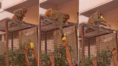 Monkey 'Bribed' With Frooti Into Returning Man's Spectacles; Watch Viral Video